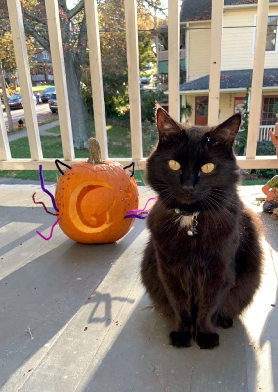 Halloween Cat Bat Shirt and Hoodie